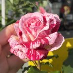 Ruža mnohokvetá (Rosa floribunda) 'ABRACADABRA'® Kordes - výška 15-25 cm, kont. C5L